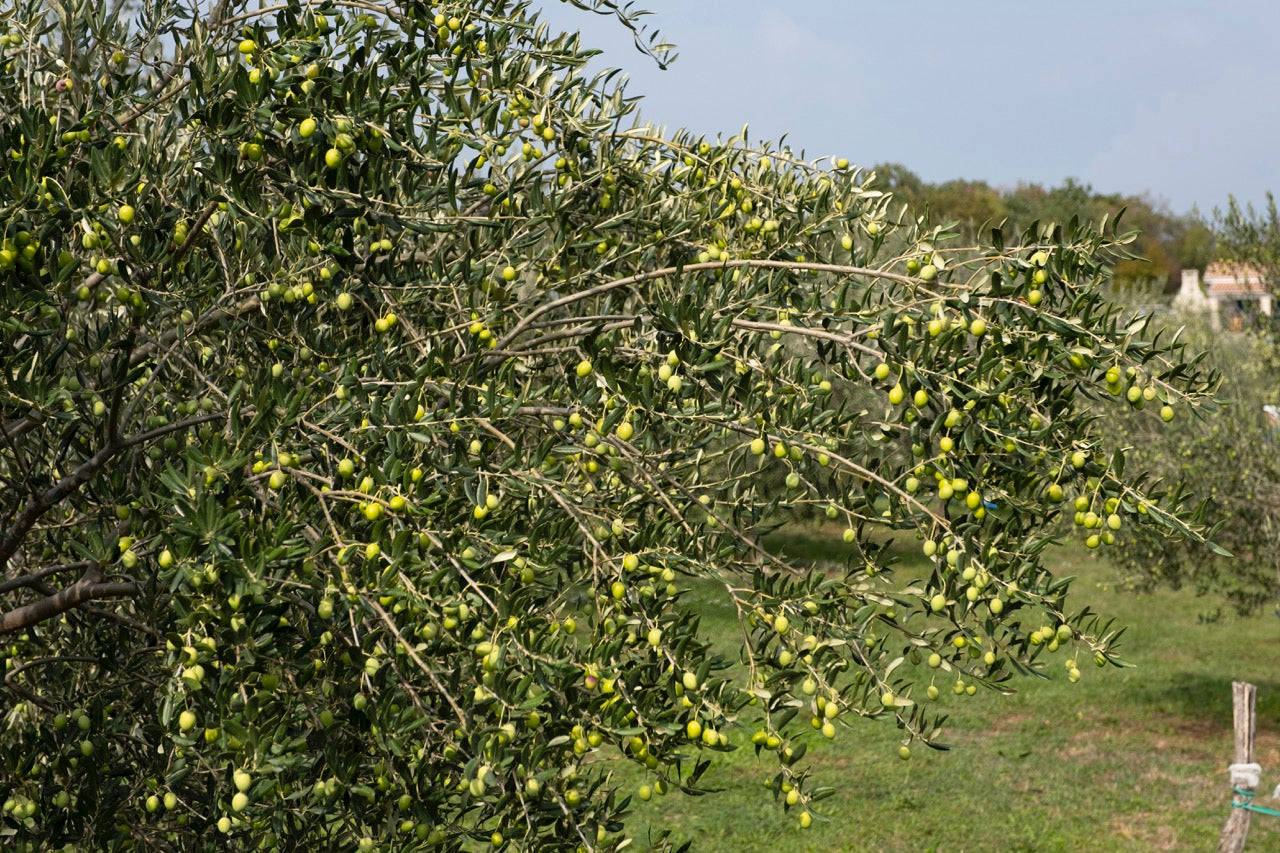 Where Olive Oil Began: The Oldest Evidence We Have